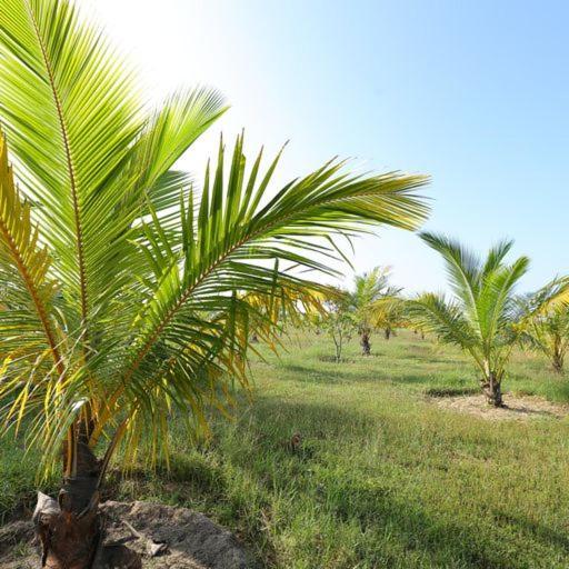 Kayjay Palms Otel Passikudah Dış mekan fotoğraf